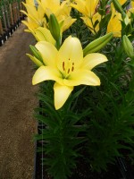 [5049 Frans Hals No01.JPG]